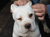  cane corso bianco